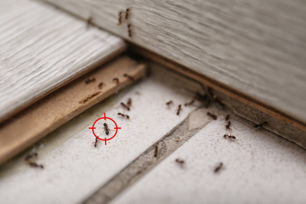 Best Pest Control for Restaurants  in Haw River, NC
